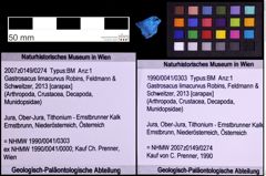 Foto (Objekt + Etiketten) von Gastrosacus limacurvus (Robins, Feldmann & Schweitzer, 2013) (NHMW-GEO-1990-0041-0303)